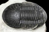 Bargain, Paralejurus Trilobite Fossil - Ofaten, Morocco #134052-2